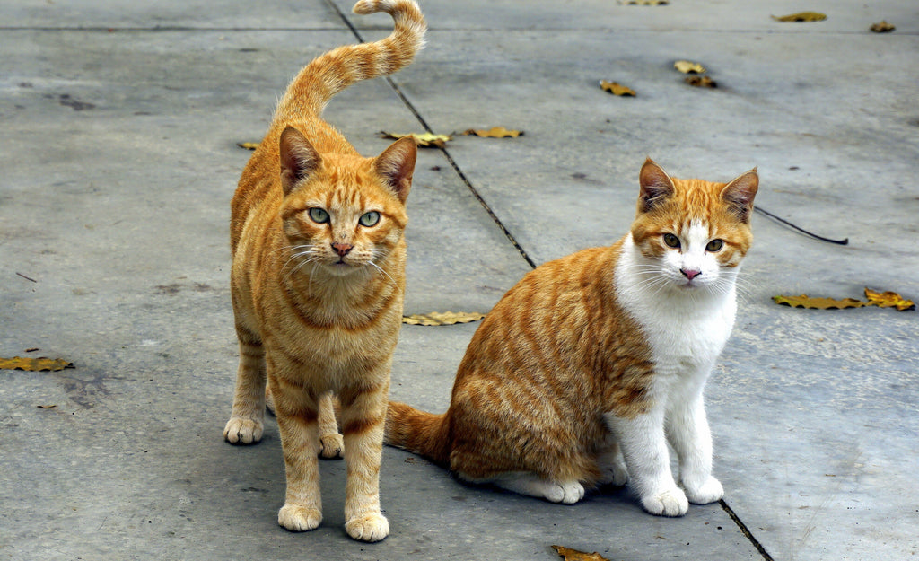 4 Reasons to Celebrate National Feral Cat Day