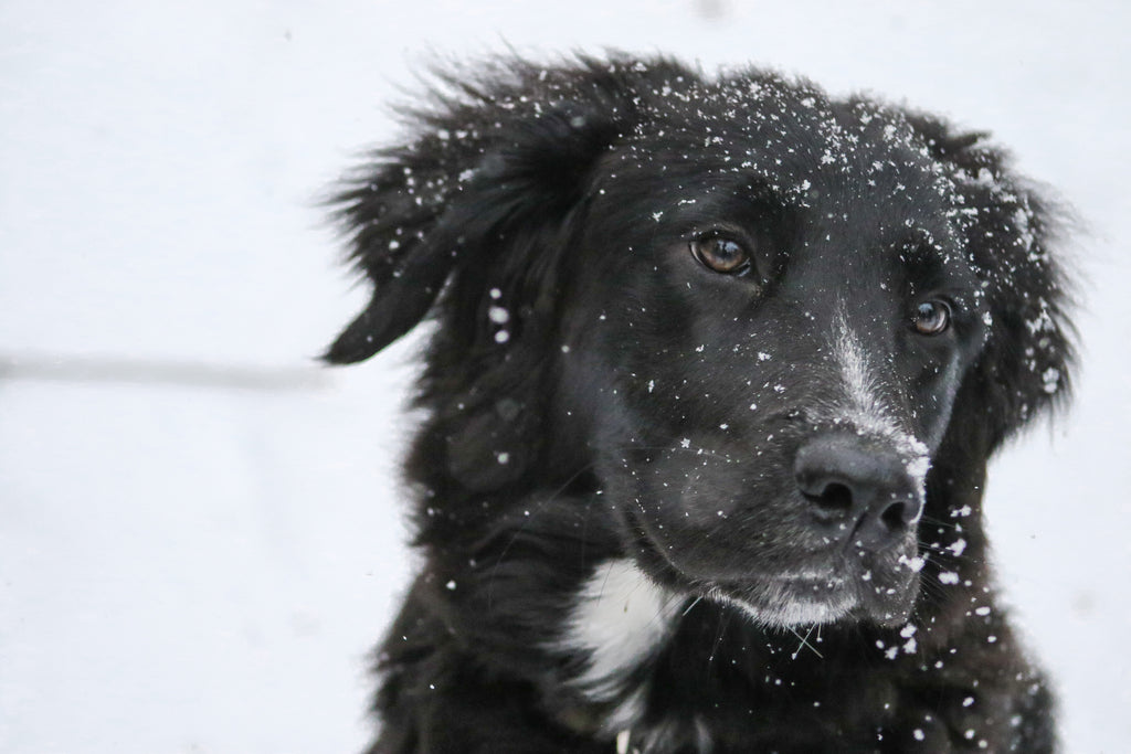 Frigid Weather Advisory for Animals - Metro Detroit