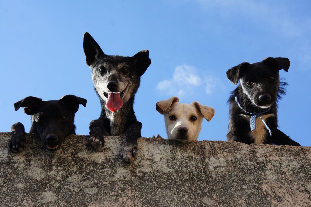 Three Ways You Can Celebrate National Mutt Day