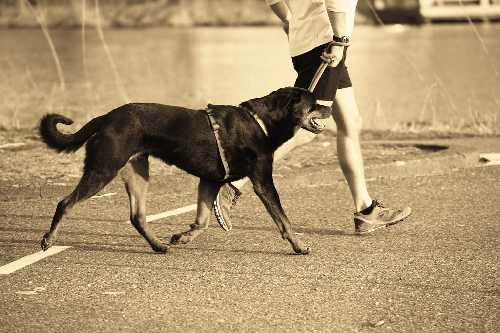 Exercising Your Animal: The Mutual Benefits