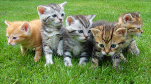 3 Reasons Why Spay/Neuter Awareness Month Is Important